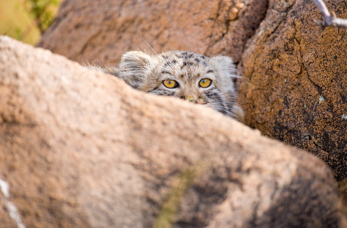 Pallas's cat's sightings become more common in Ladakh